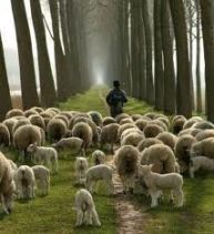 A restaurao da alma Pastor-ovelhas